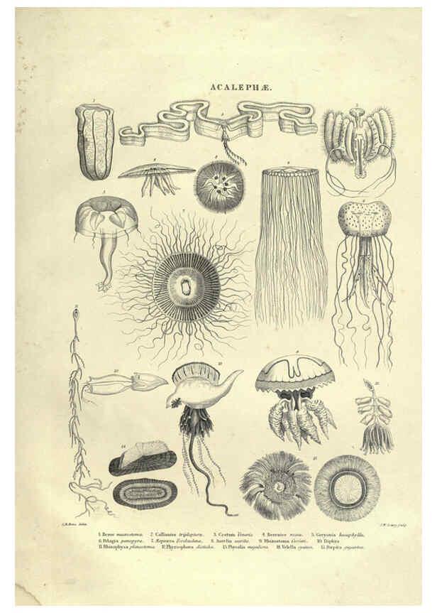 Reproducción/Reproduction 6053352948: Illustrations of zoology Glasgow,John Joseph Griffin and Co.,;1851