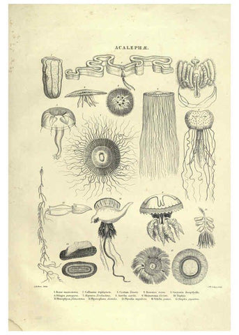 Reproducción/Reproduction 6053352948: Illustrations of zoology Glasgow,John Joseph Griffin and Co.,;1851