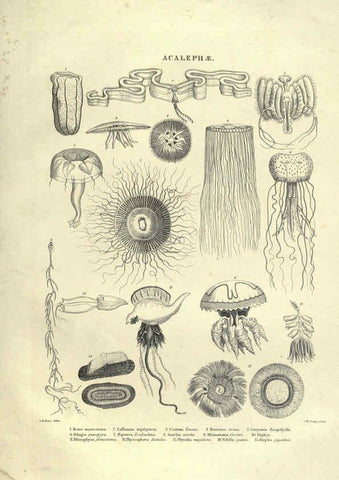 Reproducción/Reproduction 6053352948: Illustrations of zoology Glasgow,John Joseph Griffin and Co.,;1851