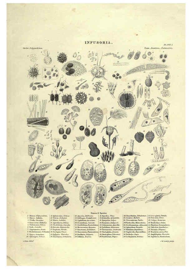 Reproducción/Reproduction 6053353488: Illustrations of zoology Glasgow,John Joseph Griffin and Co.,;1851