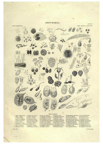 Reproducción/Reproduction 6053353488: Illustrations of zoology Glasgow,John Joseph Griffin and Co.,;1851