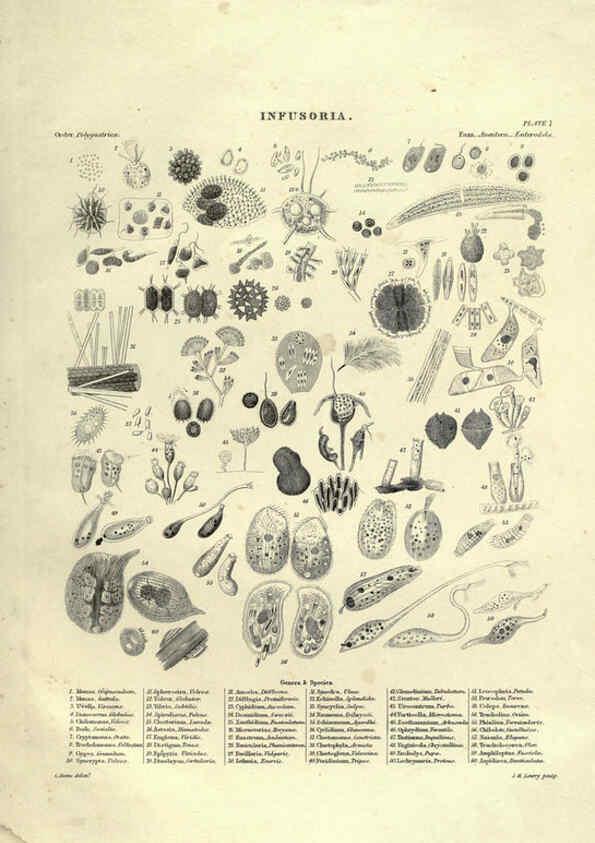 Reproducción/Reproduction 6053353488: Illustrations of zoology Glasgow,John Joseph Griffin and Co.,;1851