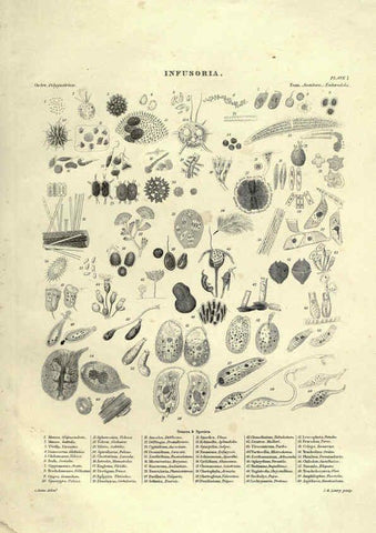 Reproducción/Reproduction 6053353488: Illustrations of zoology Glasgow,John Joseph Griffin and Co.,;1851