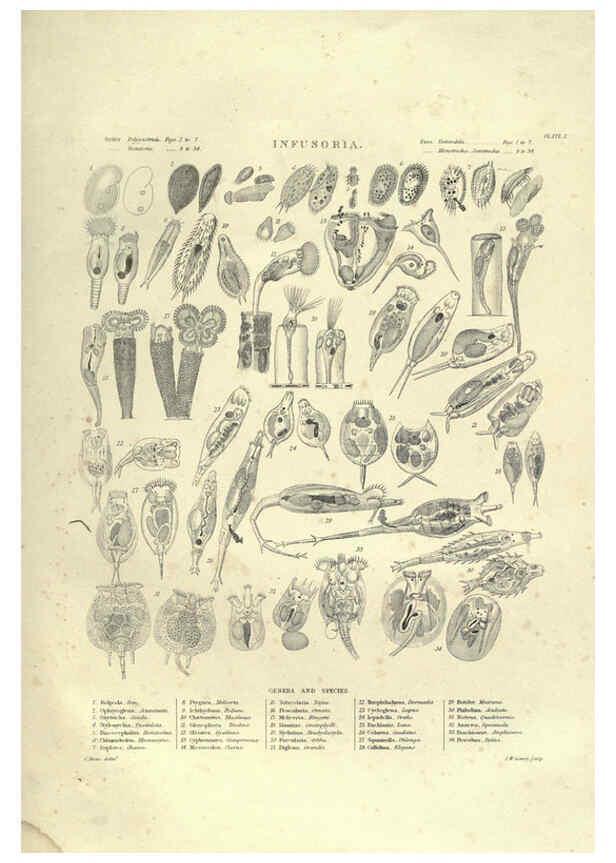 Reproducción/Reproduction 6052803363: Illustrations of zoology Glasgow,John Joseph Griffin and Co.,;1851