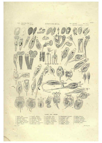 Reproducción/Reproduction 6052803363: Illustrations of zoology Glasgow,John Joseph Griffin and Co.,;1851