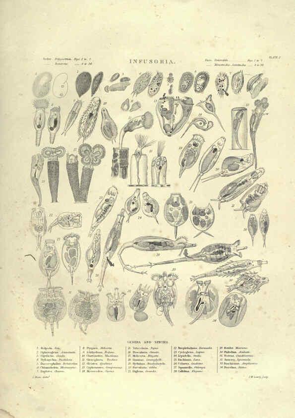 Reproducción/Reproduction 6052803363: Illustrations of zoology Glasgow,John Joseph Griffin and Co.,;1851