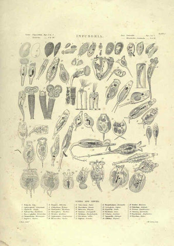 Reproducción/Reproduction 6052803363: Illustrations of zoology Glasgow,John Joseph Griffin and Co.,;1851