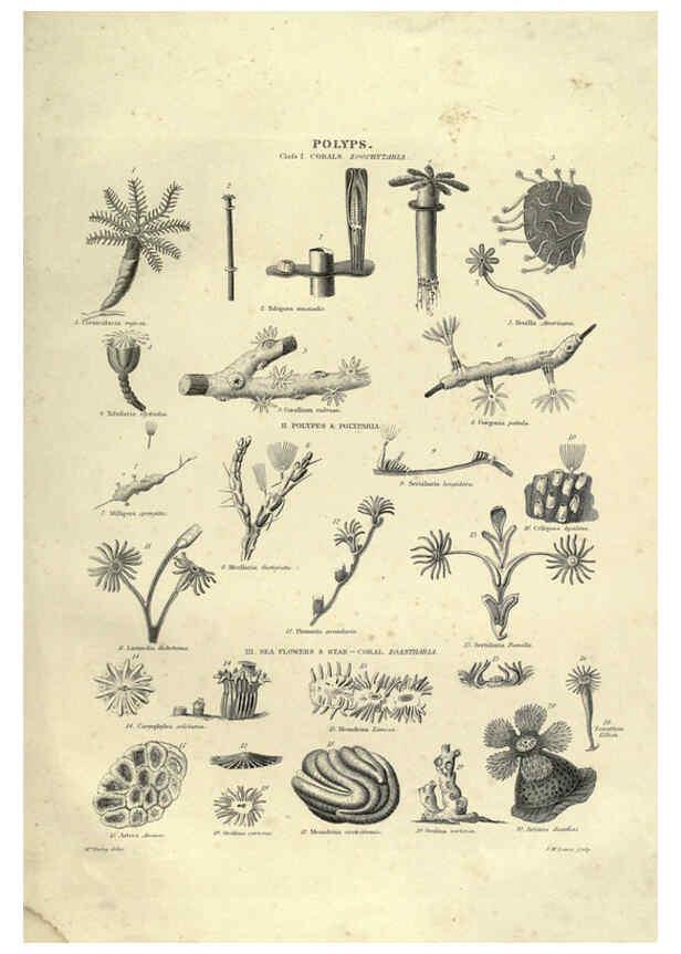 Reproducción/Reproduction 6052803717: Illustrations of zoology Glasgow,John Joseph Griffin and Co.,;1851