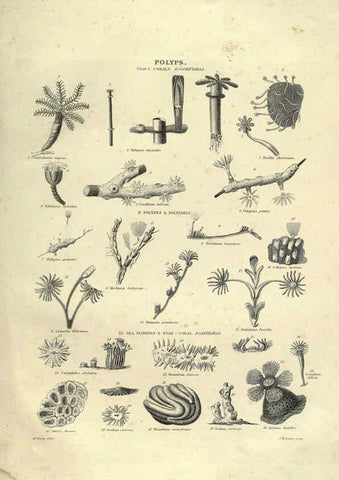 Reproducción/Reproduction 6052803717: Illustrations of zoology Glasgow,John Joseph Griffin and Co.,;1851