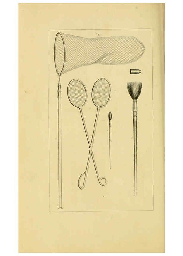 Reproducción/Reproduction 6053238733: Histoire naturelle des lépidoptères d'Europe Paris :L. de Bure,1845