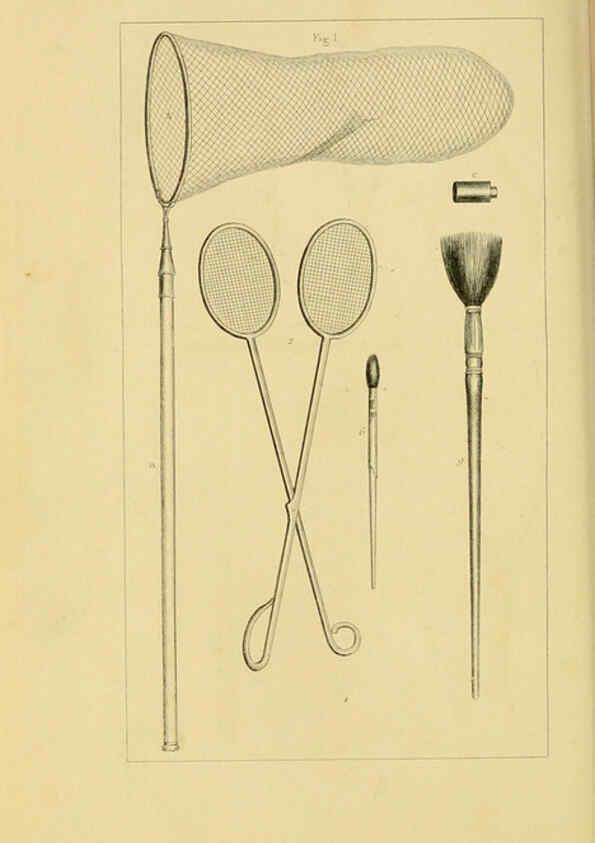 Reproducción/Reproduction 6053238733: Histoire naturelle des lépidoptères d'Europe Paris :L. de Bure,1845