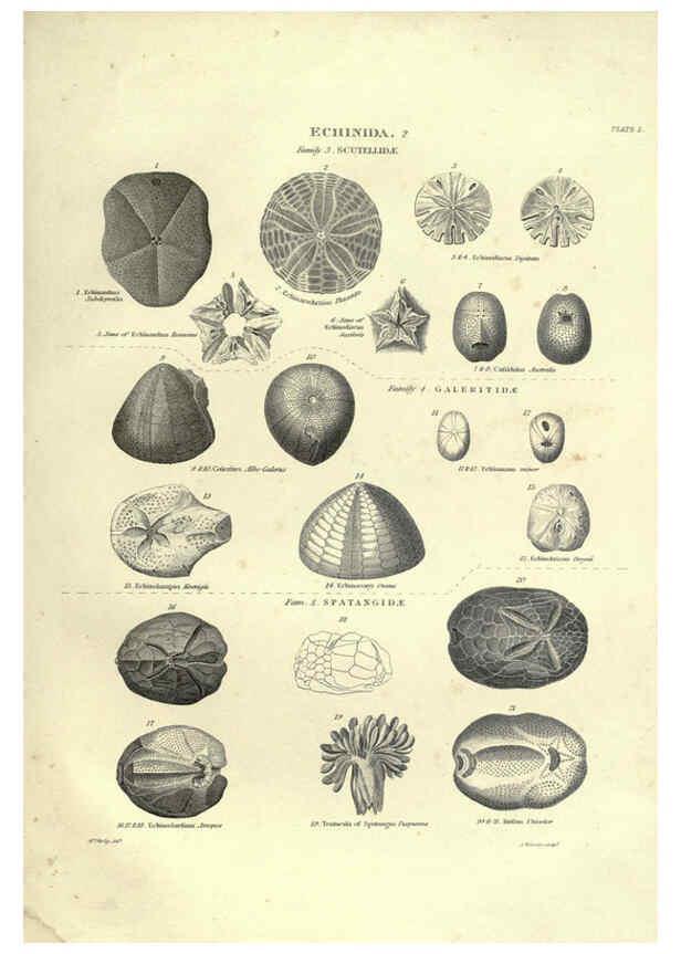 Reproducción/Reproduction 6053352200: Illustrations of zoology Glasgow,John Joseph Griffin and Co.,;1851