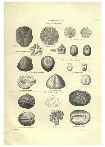 Reproducción/Reproduction 6053352200: Illustrations of zoology Glasgow,John Joseph Griffin and Co.,;1851