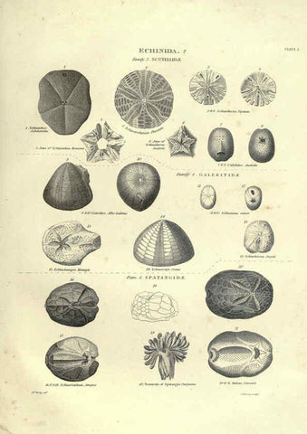 Reproducción/Reproduction 6053352200: Illustrations of zoology Glasgow,John Joseph Griffin and Co.,;1851