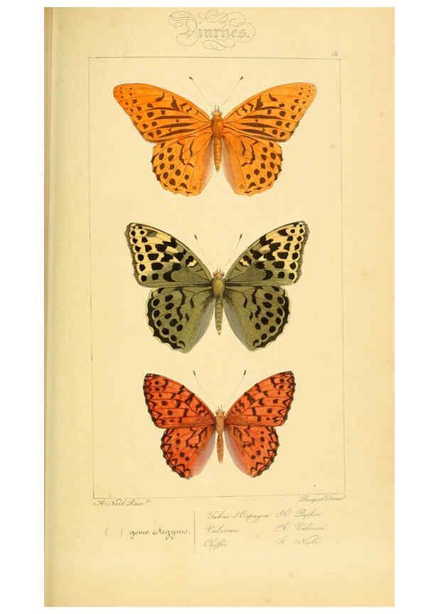 Reproducción/Reproduction 6053825858: Histoire naturelle des lépidoptères d'Europe Paris :L. de Bure,1845