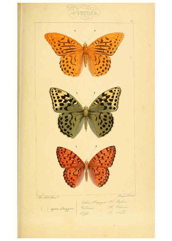Reproducción/Reproduction 6053825858: Histoire naturelle des lépidoptères d'Europe Paris :L. de Bure,1845