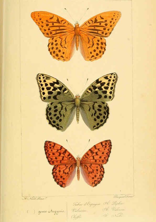Reproducción/Reproduction 6053825858: Histoire naturelle des lépidoptères d'Europe Paris :L. de Bure,1845