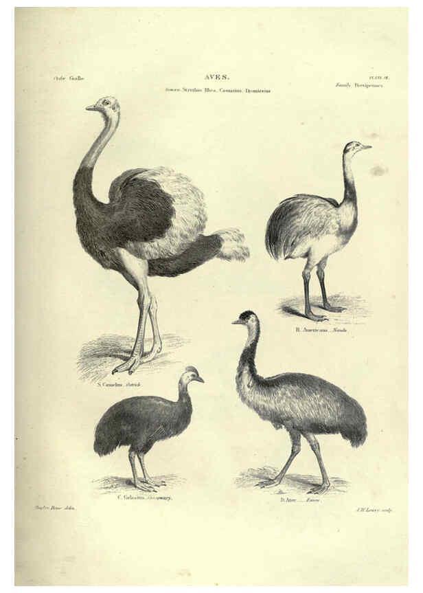 Reproducción/Reproduction 6053338274: Illustrations of zoology Glasgow,John Joseph Griffin and Co.,;1851