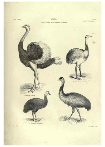 Reproducción/Reproduction 6053338274: Illustrations of zoology Glasgow,John Joseph Griffin and Co.,;1851