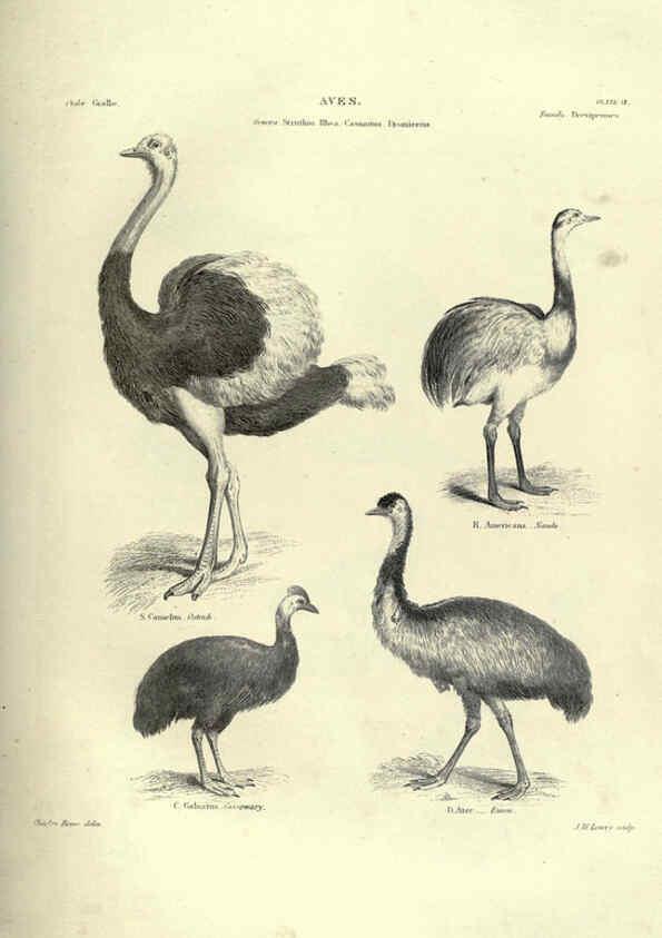 Reproducción/Reproduction 6053338274: Illustrations of zoology Glasgow,John Joseph Griffin and Co.,;1851
