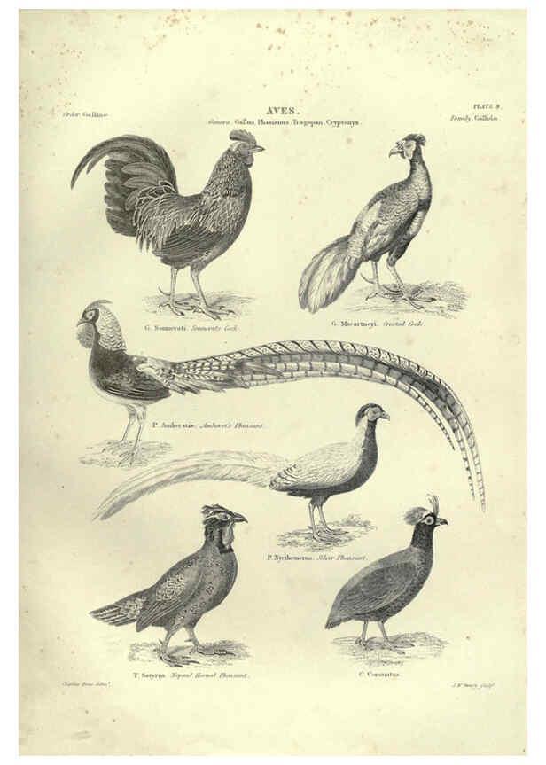 Reproducción/Reproduction 6052787663: Illustrations of zoology Glasgow,John Joseph Griffin and Co.,;1851