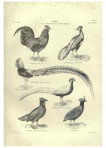Reproducción/Reproduction 6052787663: Illustrations of zoology Glasgow,John Joseph Griffin and Co.,;1851