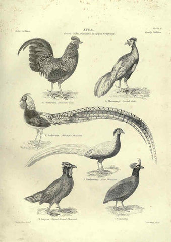 Reproducción/Reproduction 6052787663: Illustrations of zoology Glasgow,John Joseph Griffin and Co.,;1851