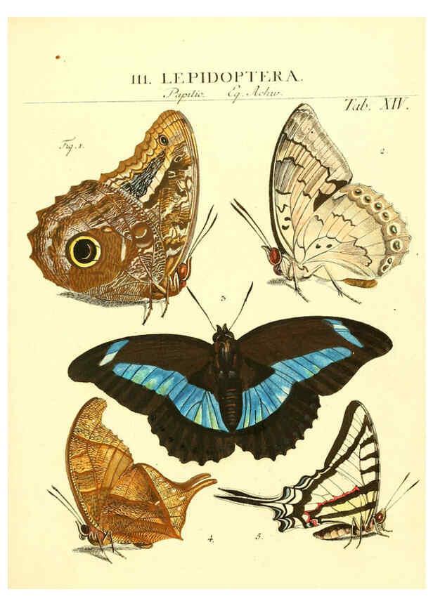 Reproducción/Reproduction 6052647313: Genera insectorum Linnaei et Fabricii iconibus illustrata. c.1 Vitoduri Helvetorum :Prostat apud Henric. Steiner et Socios,MDCCLXXXIX [1789] 