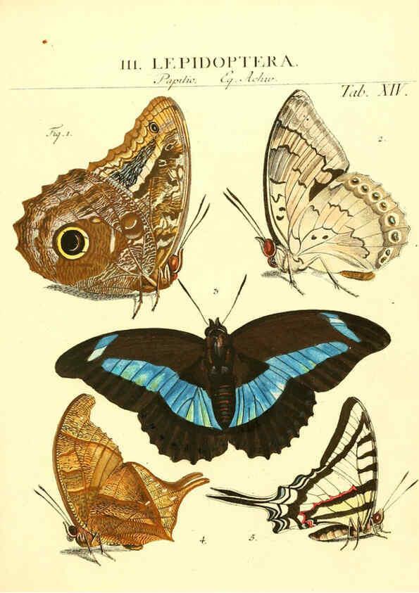 Reproducción/Reproduction 6052647313: Genera insectorum Linnaei et Fabricii iconibus illustrata. c.1 Vitoduri Helvetorum :Prostat apud Henric. Steiner et Socios,MDCCLXXXIX [1789] 