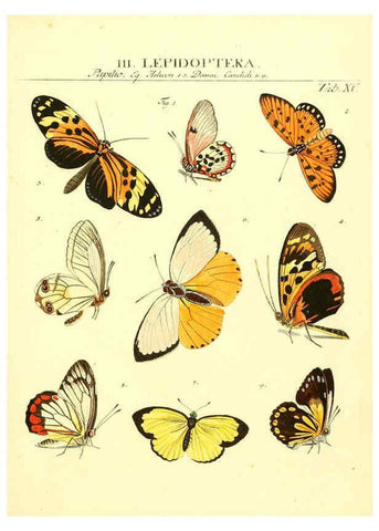 Reproducción/Reproduction 6053198688: Genera insectorum Linnaei et Fabricii iconibus illustrata. c.1 Vitoduri Helvetorum :Prostat apud Henric. Steiner et Socios,MDCCLXXXIX [1789] 