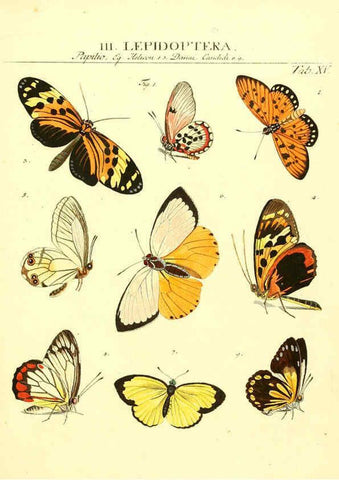 Reproducción/Reproduction 6053198688: Genera insectorum Linnaei et Fabricii iconibus illustrata. c.1 Vitoduri Helvetorum :Prostat apud Henric. Steiner et Socios,MDCCLXXXIX [1789] 
