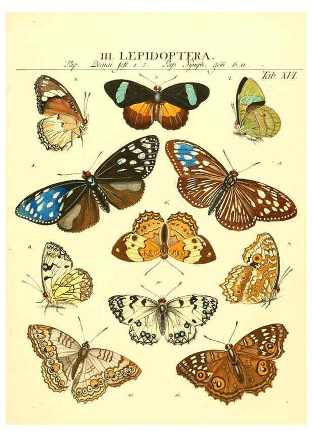 Reproducción/Reproduction 6053199254: Genera insectorum Linnaei et Fabricii iconibus illustrata. c.1 Vitoduri Helvetorum :Prostat apud Henric. Steiner et Socios,MDCCLXXXIX [1789] 