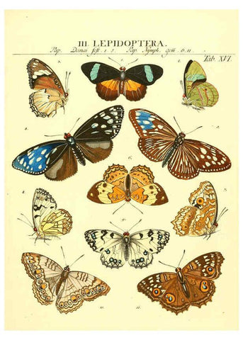 Reproducción/Reproduction 6053199254: Genera insectorum Linnaei et Fabricii iconibus illustrata. c.1 Vitoduri Helvetorum :Prostat apud Henric. Steiner et Socios,MDCCLXXXIX [1789] 