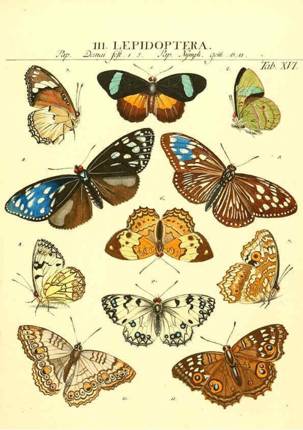 Reproducción/Reproduction 6053199254: Genera insectorum Linnaei et Fabricii iconibus illustrata. c.1 Vitoduri Helvetorum :Prostat apud Henric. Steiner et Socios,MDCCLXXXIX [1789] 