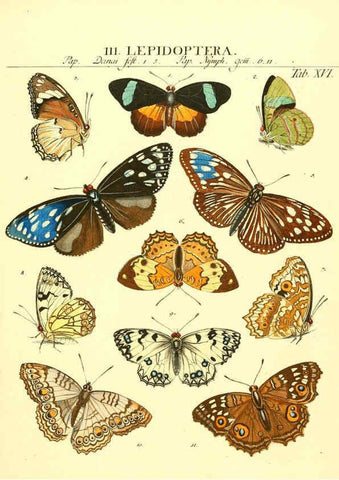 Reproducción/Reproduction 6053199254: Genera insectorum Linnaei et Fabricii iconibus illustrata. c.1 Vitoduri Helvetorum :Prostat apud Henric. Steiner et Socios,MDCCLXXXIX [1789] 