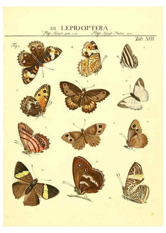 Reproducción/Reproduction 6053200116: Genera insectorum Linnaei et Fabricii iconibus illustrata. c.1 Vitoduri Helvetorum :Prostat apud Henric. Steiner et Socios,MDCCLXXXIX [1789] 
