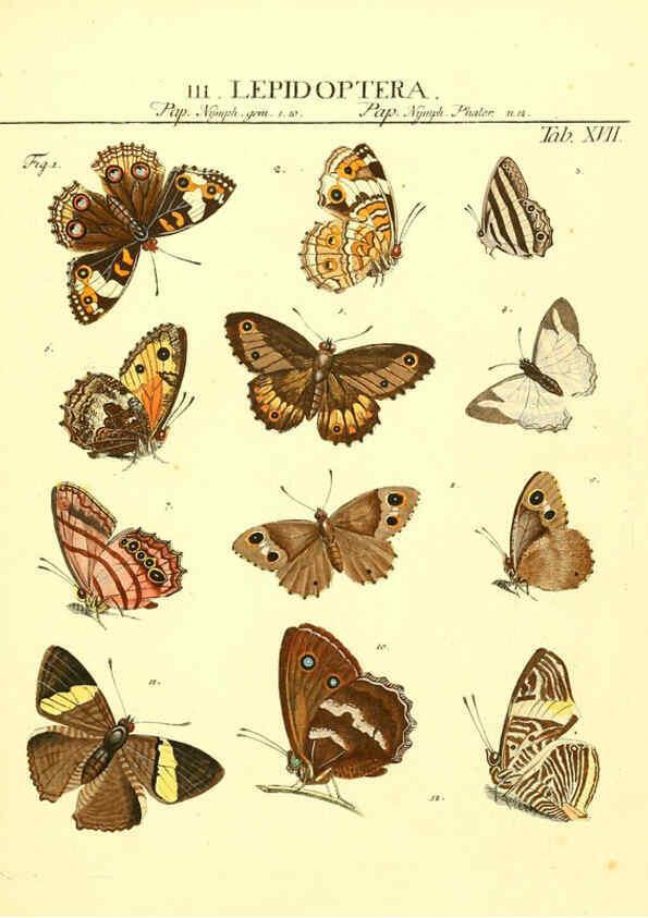 Reproducción/Reproduction 6053200116: Genera insectorum Linnaei et Fabricii iconibus illustrata. c.1 Vitoduri Helvetorum :Prostat apud Henric. Steiner et Socios,MDCCLXXXIX [1789] 