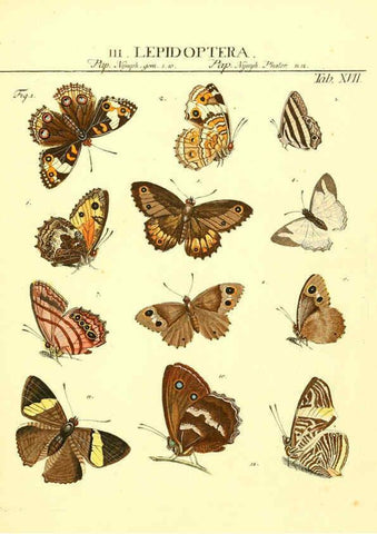 Reproducción/Reproduction 6053200116: Genera insectorum Linnaei et Fabricii iconibus illustrata. c.1 Vitoduri Helvetorum :Prostat apud Henric. Steiner et Socios,MDCCLXXXIX [1789] 