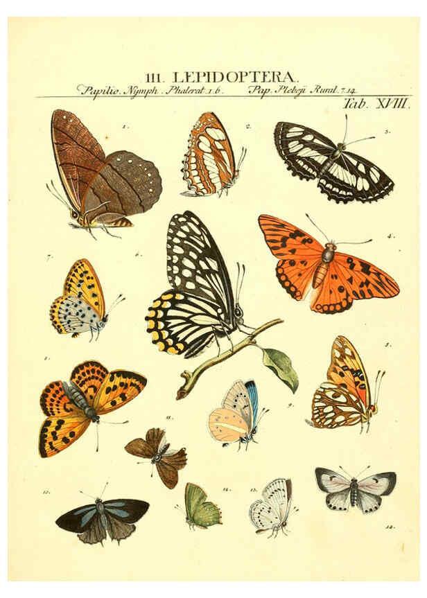 Reproducción/Reproduction 6053200730: Genera insectorum Linnaei et Fabricii iconibus illustrata. c.1 Vitoduri Helvetorum :Prostat apud Henric. Steiner et Socios,MDCCLXXXIX [1789] 