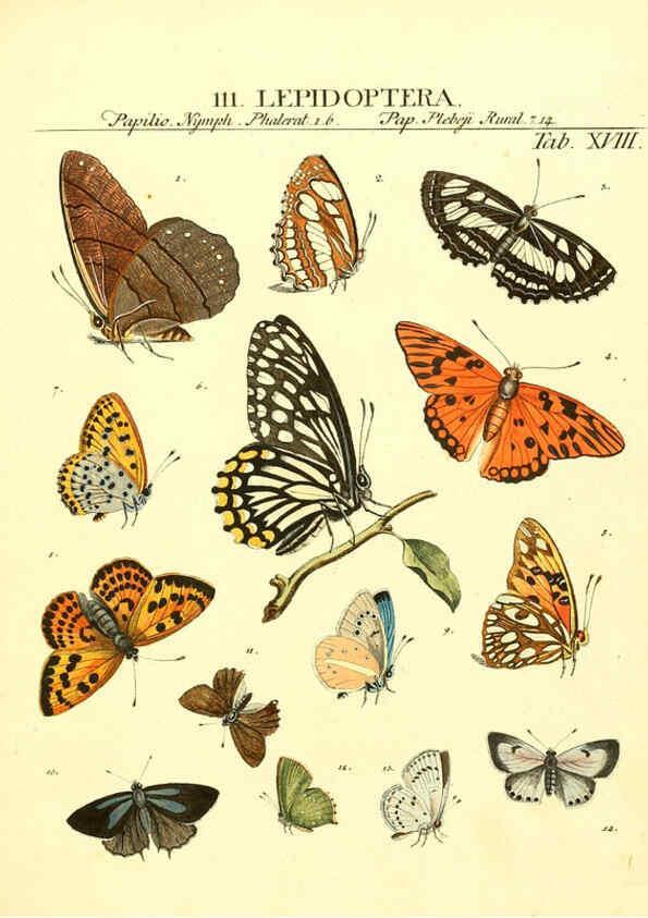 Reproducción/Reproduction 6053200730: Genera insectorum Linnaei et Fabricii iconibus illustrata. c.1 Vitoduri Helvetorum :Prostat apud Henric. Steiner et Socios,MDCCLXXXIX [1789] 