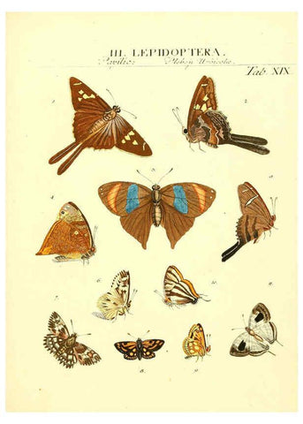 Reproducción/Reproduction 6053201076: Genera insectorum Linnaei et Fabricii iconibus illustrata. c.1 Vitoduri Helvetorum :Prostat apud Henric. Steiner et Socios,MDCCLXXXIX [1789] 