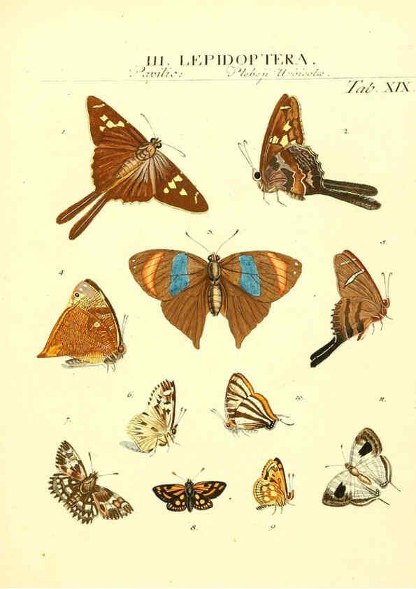 Reproducción/Reproduction 6053201076: Genera insectorum Linnaei et Fabricii iconibus illustrata. c.1 Vitoduri Helvetorum :Prostat apud Henric. Steiner et Socios,MDCCLXXXIX [1789] 