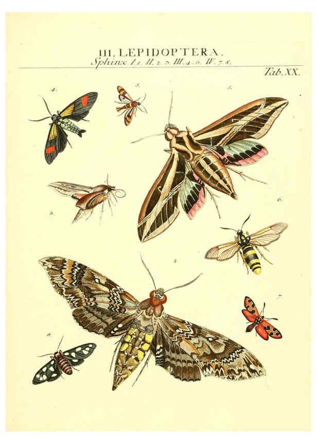Reproducción/Reproduction 6053201758: Genera insectorum Linnaei et Fabricii iconibus illustrata. c.1 Vitoduri Helvetorum :Prostat apud Henric. Steiner et Socios,MDCCLXXXIX [1789] 