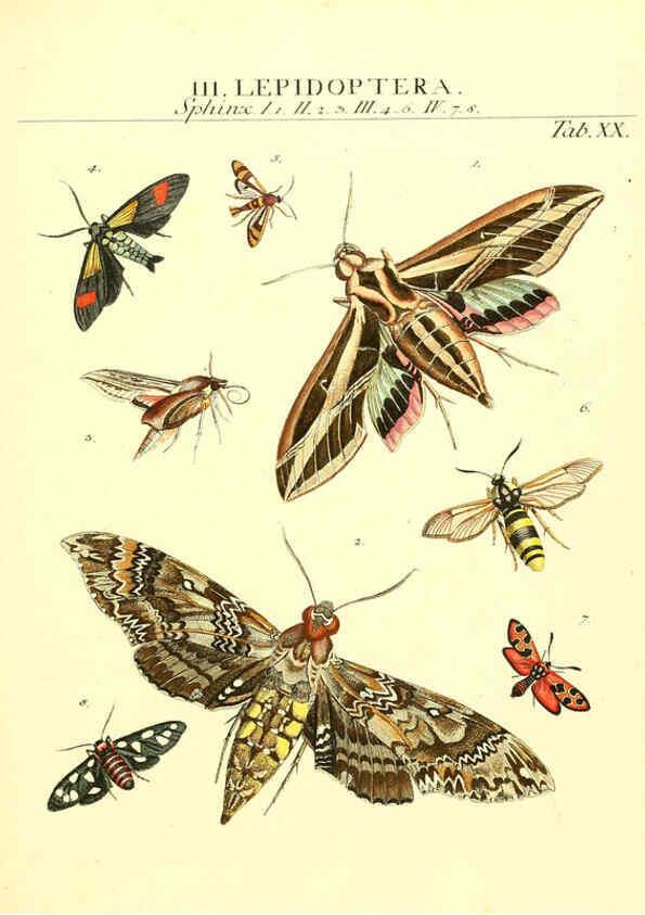 Reproducción/Reproduction 6053201758: Genera insectorum Linnaei et Fabricii iconibus illustrata. c.1 Vitoduri Helvetorum :Prostat apud Henric. Steiner et Socios,MDCCLXXXIX [1789] 