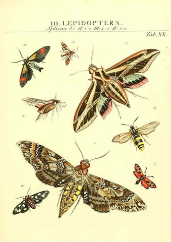 Reproducción/Reproduction 6053201758: Genera insectorum Linnaei et Fabricii iconibus illustrata. c.1 Vitoduri Helvetorum :Prostat apud Henric. Steiner et Socios,MDCCLXXXIX [1789] 