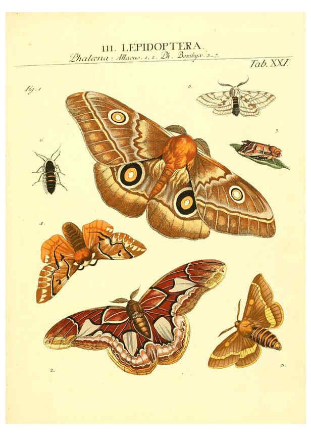 Reproducción/Reproduction 6053202054: Genera insectorum Linnaei et Fabricii iconibus illustrata. c.1 Vitoduri Helvetorum :Prostat apud Henric. Steiner et Socios,MDCCLXXXIX [1789] 