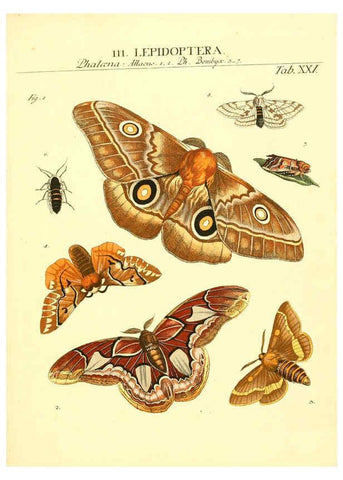 Reproducción/Reproduction 6053202054: Genera insectorum Linnaei et Fabricii iconibus illustrata. c.1 Vitoduri Helvetorum :Prostat apud Henric. Steiner et Socios,MDCCLXXXIX [1789] 