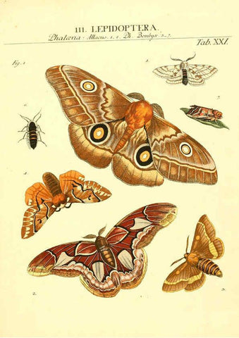 Reproducción/Reproduction 6053202054: Genera insectorum Linnaei et Fabricii iconibus illustrata. c.1 Vitoduri Helvetorum :Prostat apud Henric. Steiner et Socios,MDCCLXXXIX [1789] 