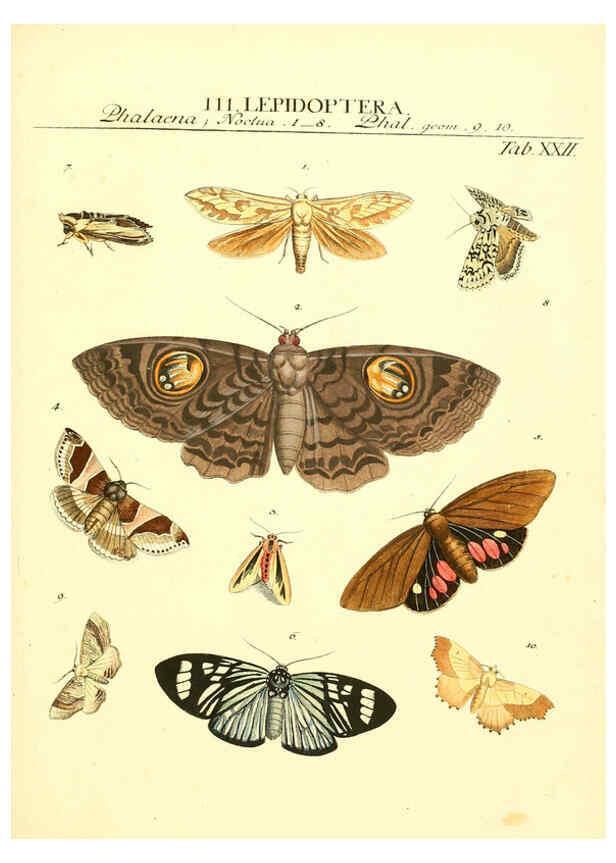 Reproducción/Reproduction 6052651225: Genera insectorum Linnaei et Fabricii iconibus illustrata. c.1 Vitoduri Helvetorum :Prostat apud Henric. Steiner et Socios,MDCCLXXXIX [1789] 