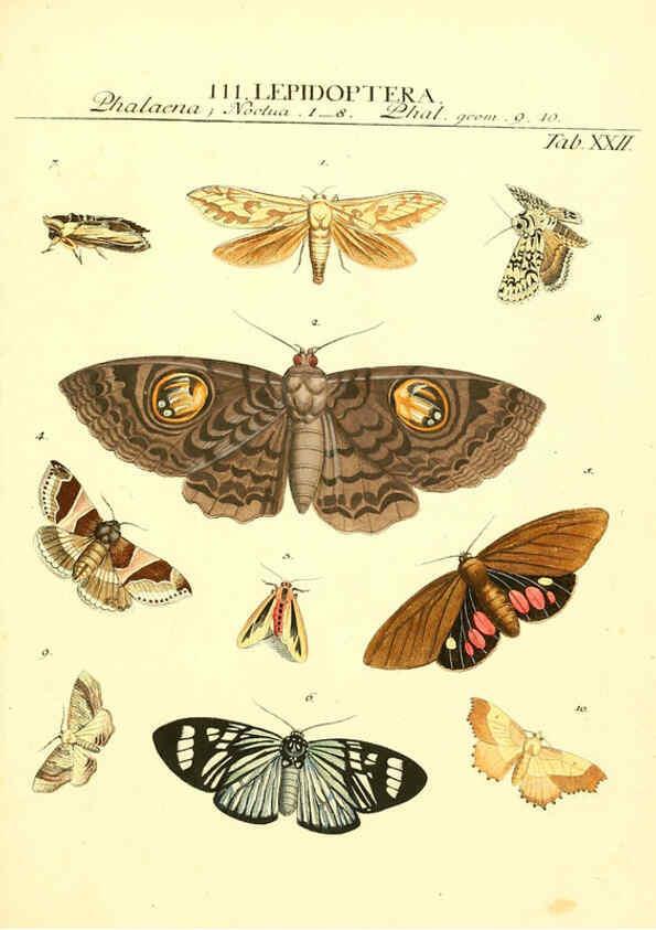 Reproducción/Reproduction 6052651225: Genera insectorum Linnaei et Fabricii iconibus illustrata. c.1 Vitoduri Helvetorum :Prostat apud Henric. Steiner et Socios,MDCCLXXXIX [1789] 